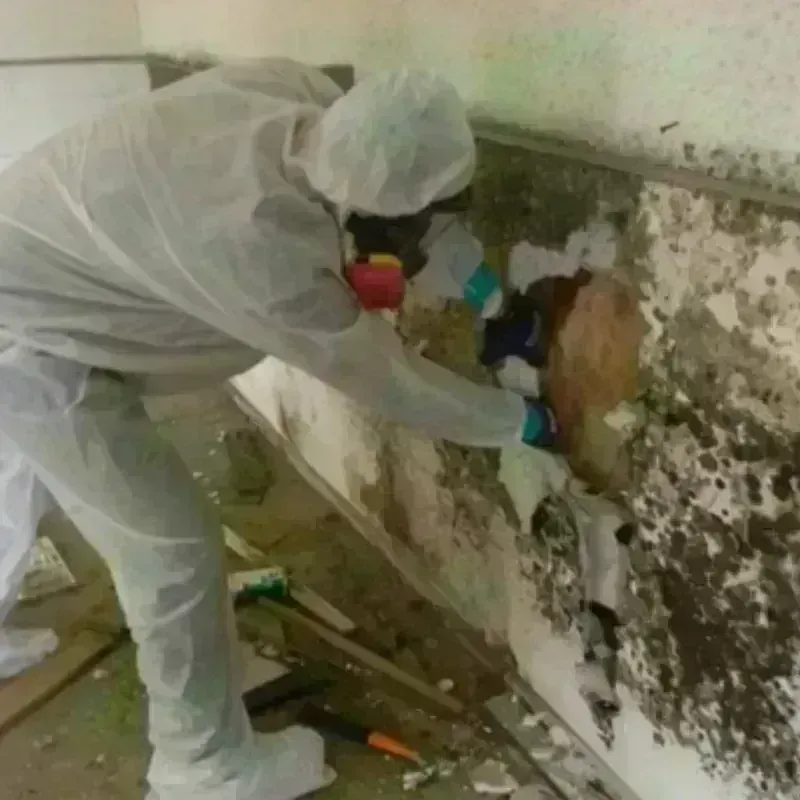 Mold Remediation and Removal in Bowdon, GA